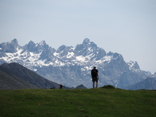 Wildlife experience Picos de Europa